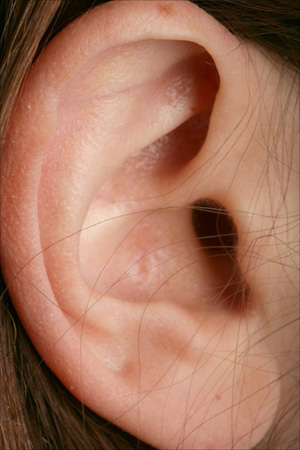 ear.jpg