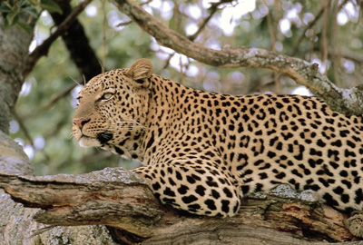 leopard_animal.jpg