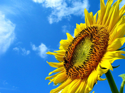 sunflower_01.jpg